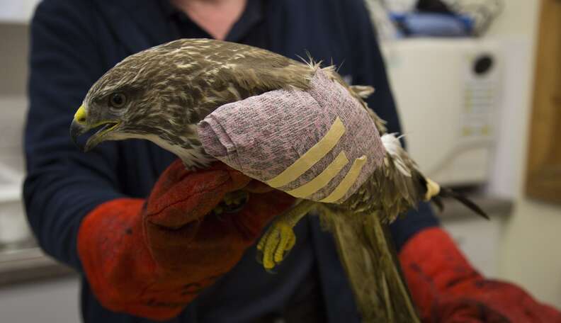 Decimation Bird Death-Defying Bird Goes Back To The Wild - The Dodo