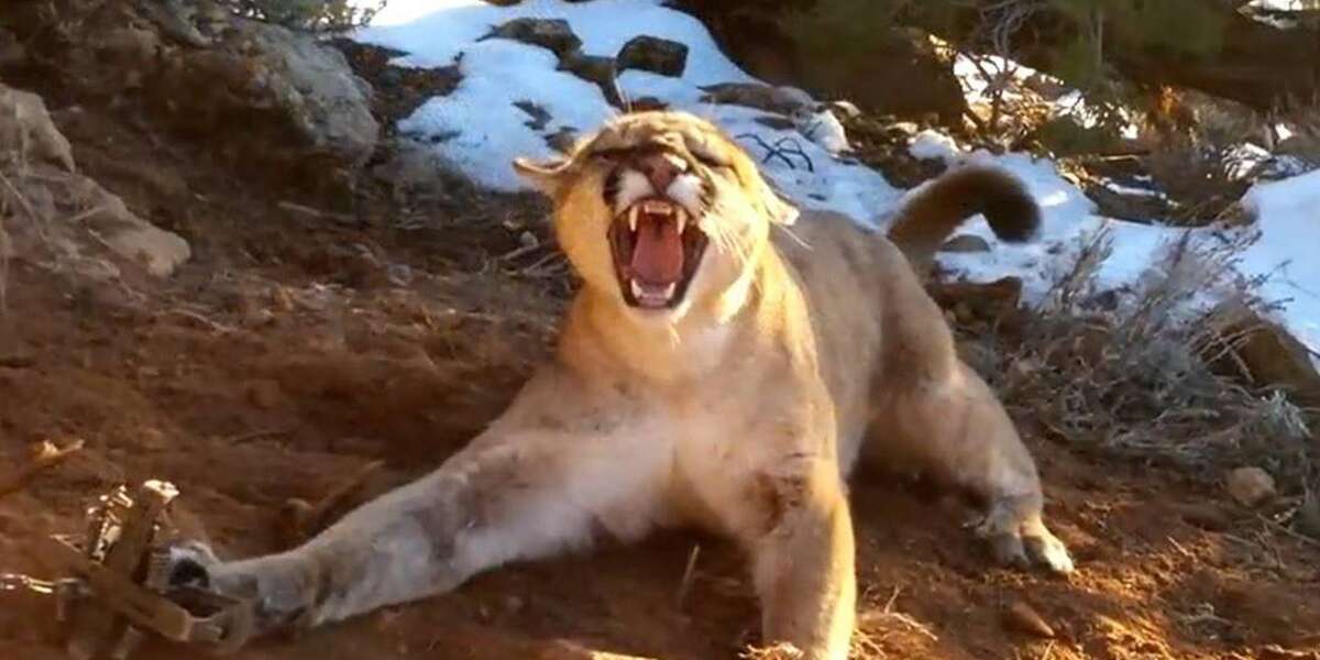 This Place Is Spending 4 5 Million To Kill Cougars And Bears The Dodo