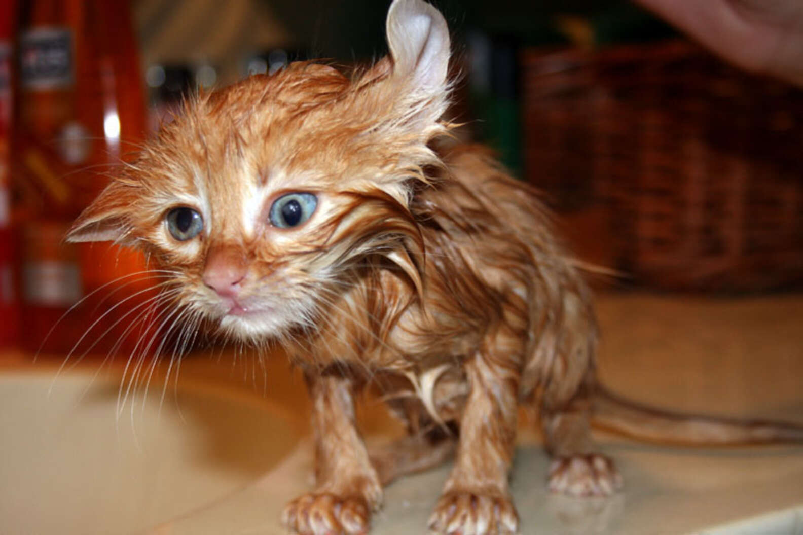 Мокрый котенок