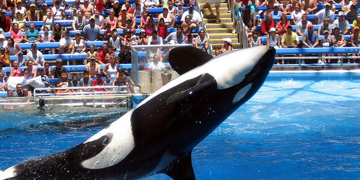 SeaWorld Has Even Lost The Faith Of A Former Director - The Dodo