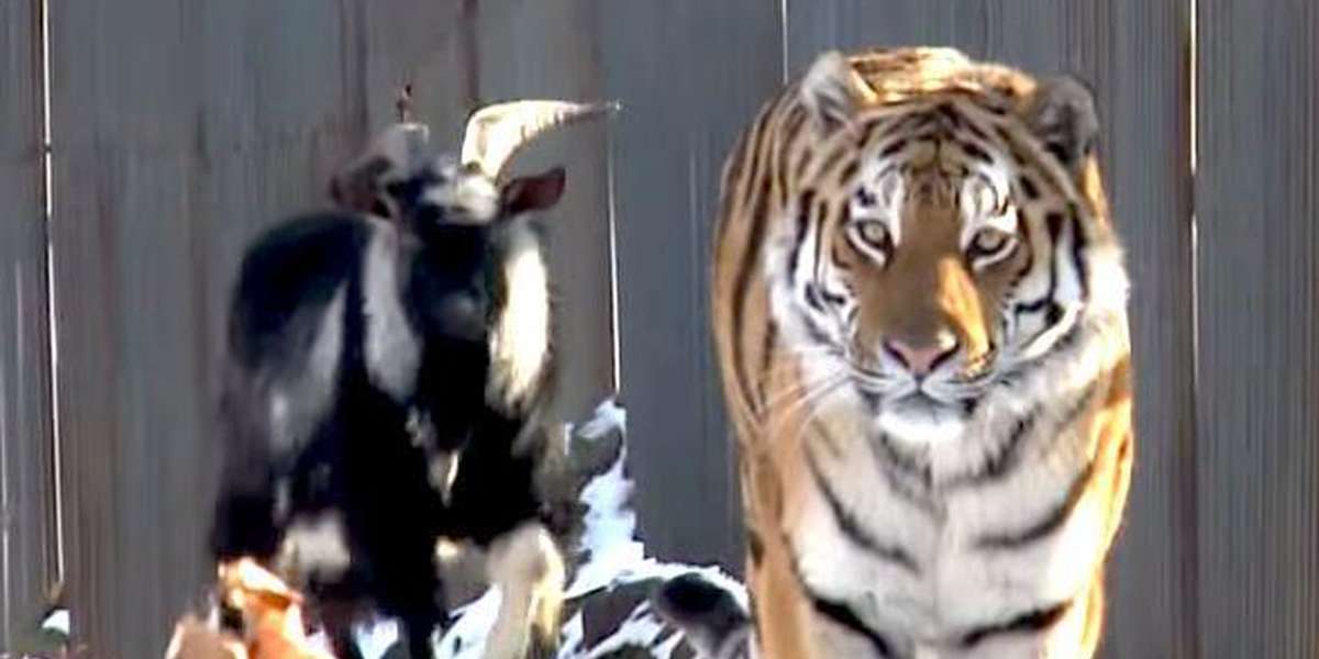 Live Goat Given To Tiger As Food And They Best Friends The