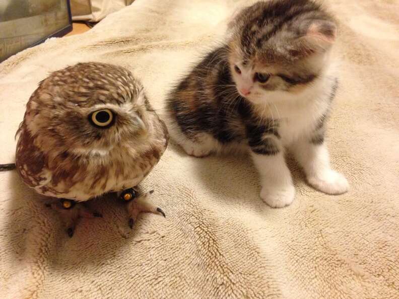 Little owl sale as pet