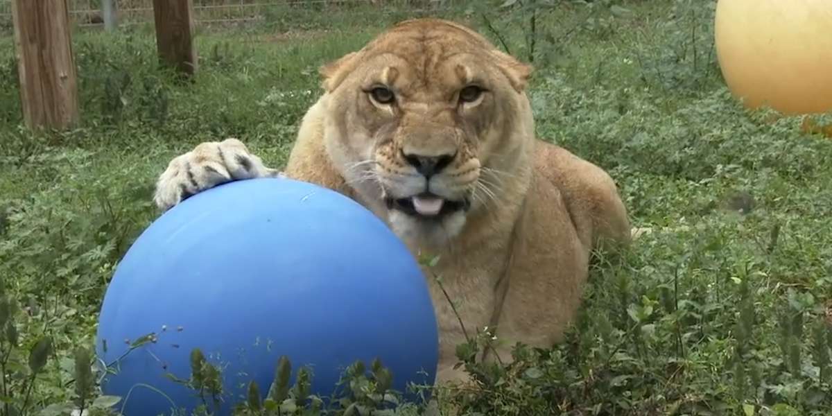 Rescued Big Cats Are So Excited About Their New Toys ...