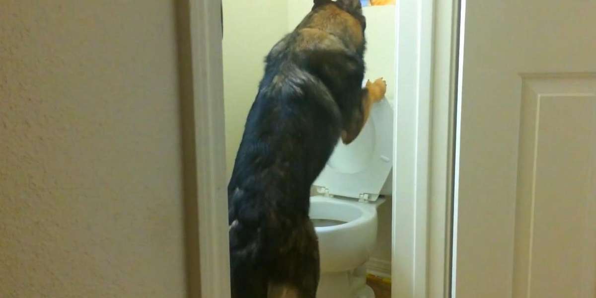 Genius Puppy Pees In Toilet (And Remembers To Put The Seat Down) The Dodo