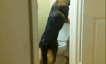 Dog peeing top in toilet