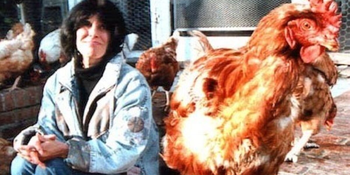 is-chicken-healthier-than-red-meat-the-dodo
