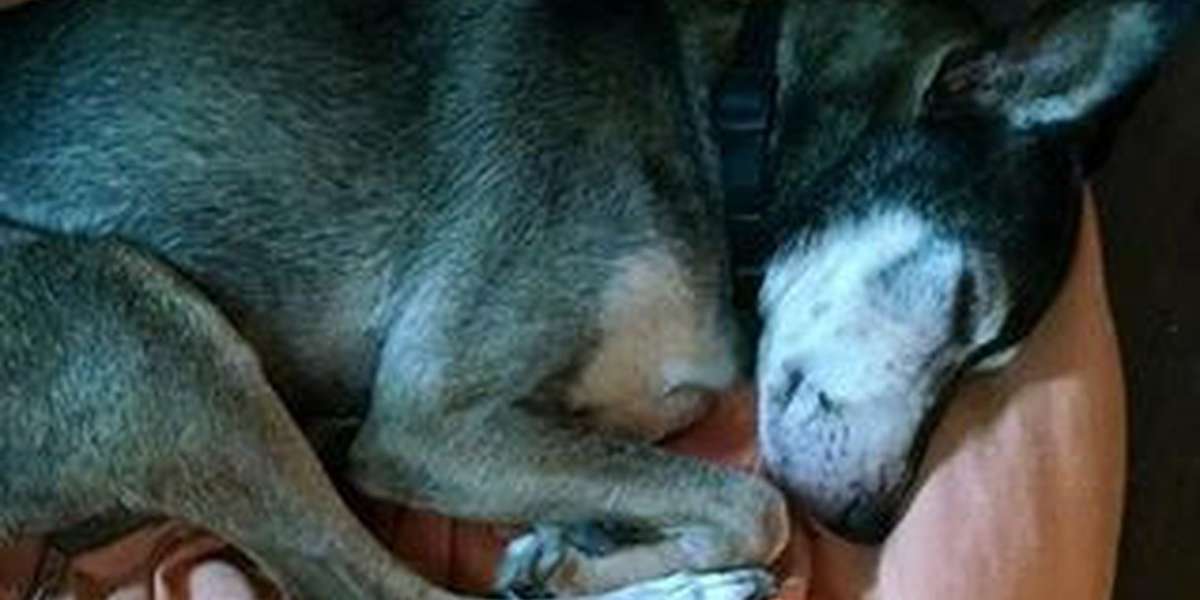Senior Dog Abandoned In Freezing Cold Is So Loved Now - The Dodo