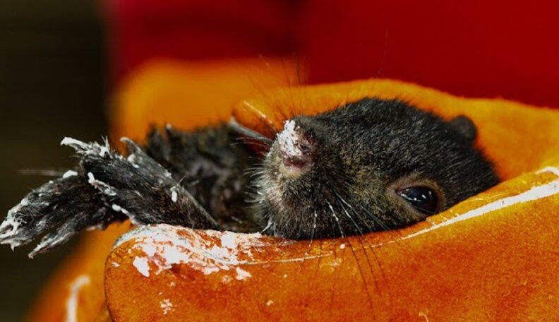 Unique Squirrel With Unusual Injury is One in 10,000 - The Dodo