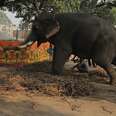 India's Attractions Turns into Animal Abuse