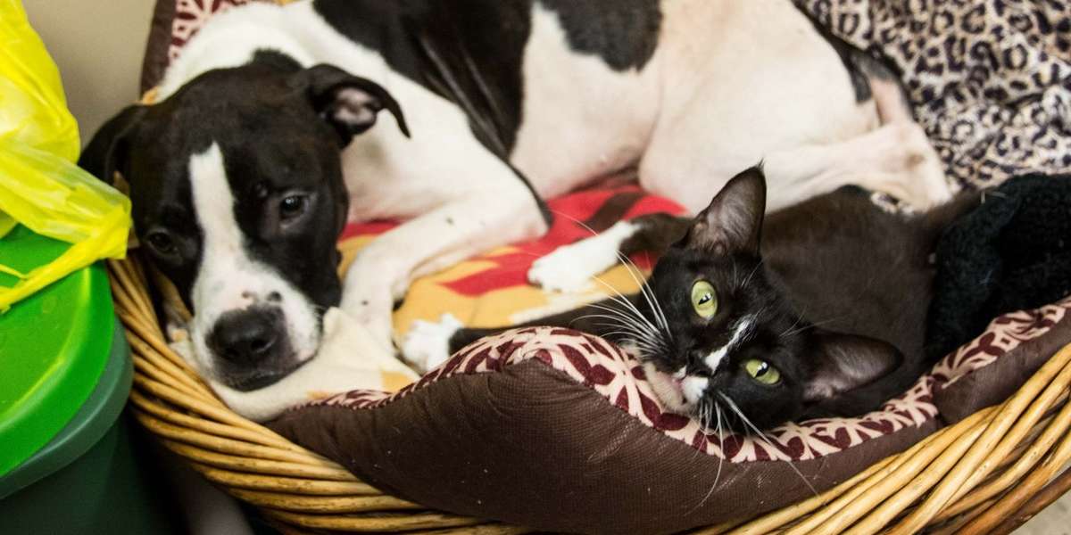 Shelter Dog And Cat Only Want To Be Adopted Together - The Dodo