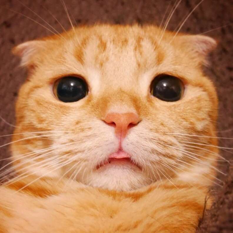 Derpy Cat