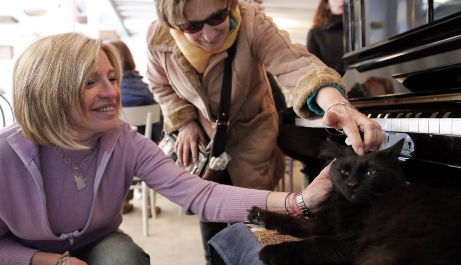 Cat Cafes Can Be A Force For Good. Here's How The Dodo