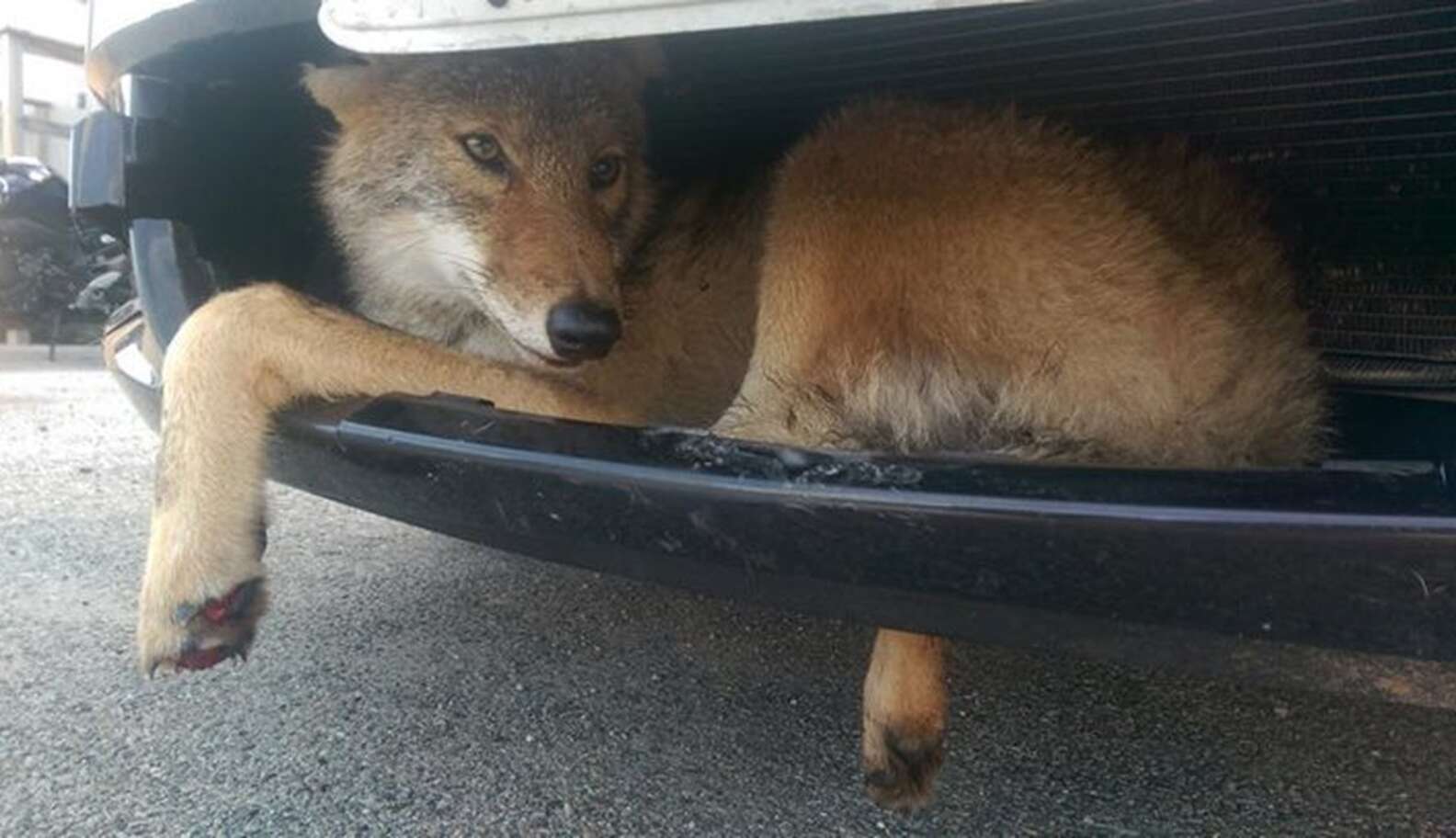 Vern the Coyote (Flint Creek Wildlife Rehabilitation Facebook) Vern the Coyote (Flint Creek Wildlife Rehabilitation Facebook)