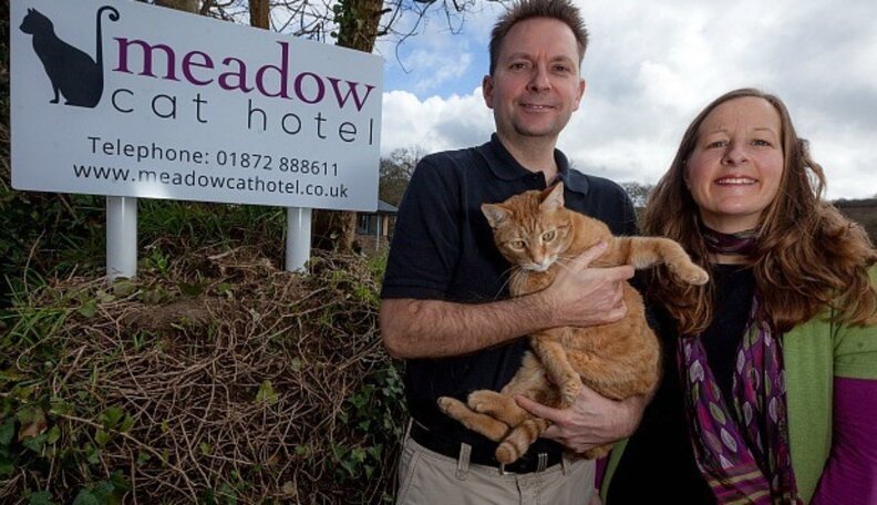UK's First Luxury Cat Hotel Opens - The Dodo
