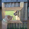 Guy Builds A Fence Window So His Dogs Can Visit With Their Friend Next Door