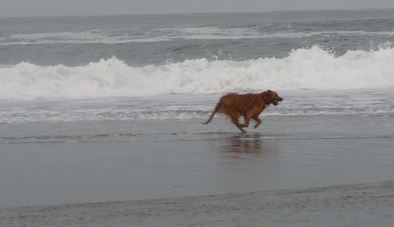 Morgan The Rescued Dog Rescues Injured Harbor Seal - The Dodo