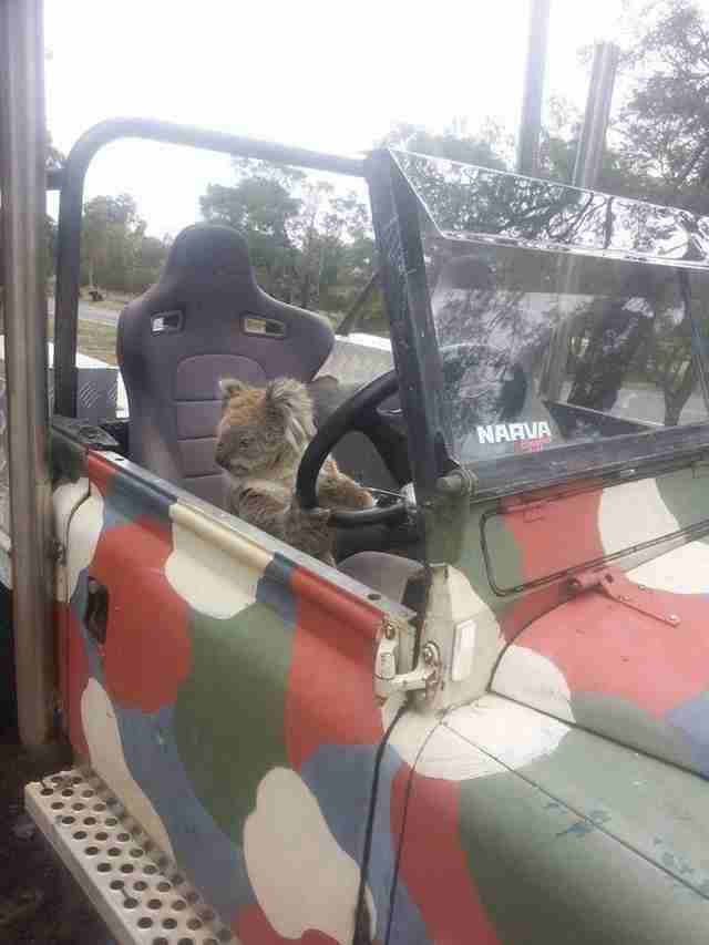 Adventurous Koala Caught Trying To Drive Car The Dodo