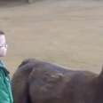 Kid Learns The Hard Way Not To Get Too Close To Zoo Llama
