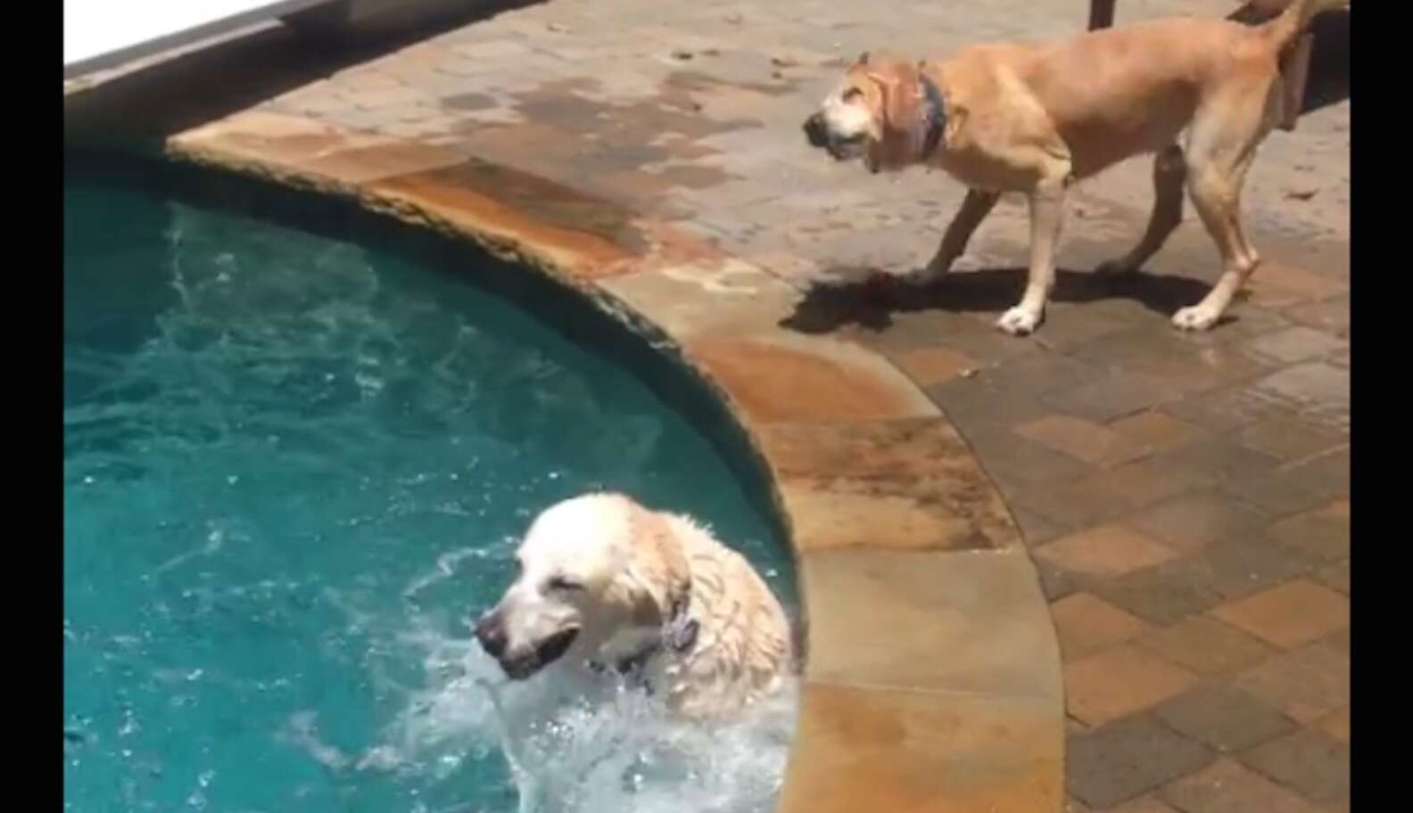 This Dog Splashing In A Pool Is The King Of Summer - The Dodo