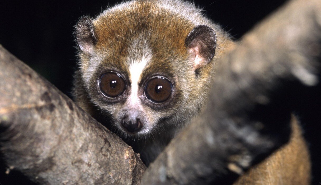 Slow loris exotic 2024 pets