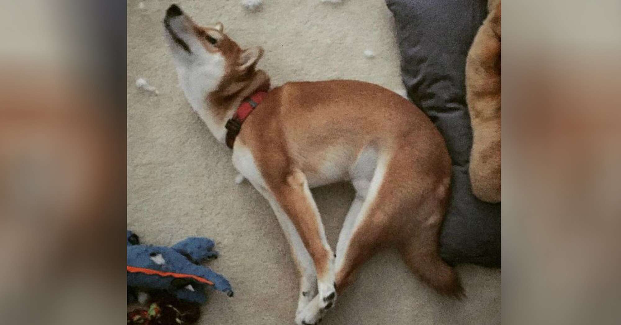 What Does A Dog Stretching Mean