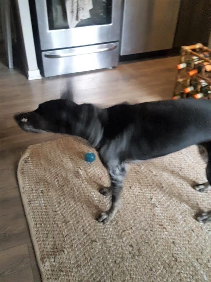 Why Do Dogs Stretch And Shake When They Wake Up? The Dodo