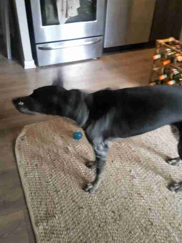 why do puppies wake so early in the morning why do puppies wake so early in the morning