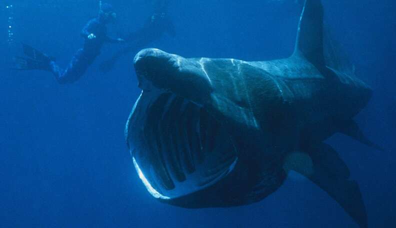 Here's How You Stack Up Against The Giant Animals Of The Sea - The Dodo Here's How You Stack Up Against The Giant Animals Of The Sea - The Dodo