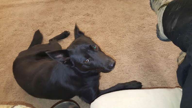 Dog Refuses To Budge From His Best Friend's Side - The Dodo