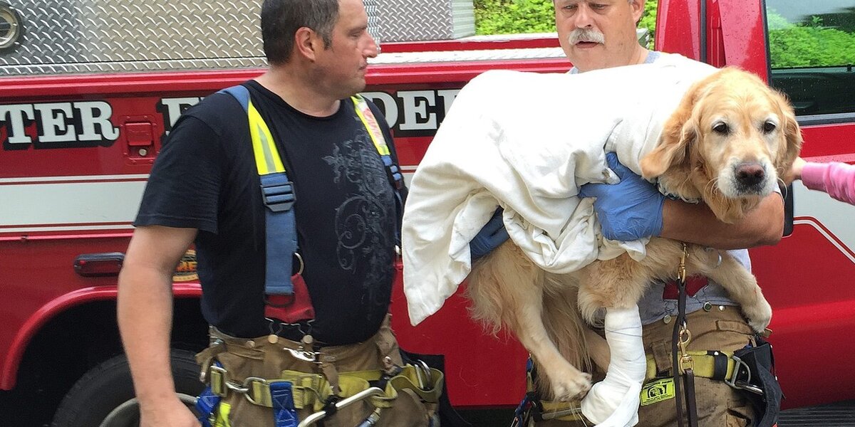 Guide Dog Jumps In Front Of Bus To Protect His Blind Owner - The Dodo