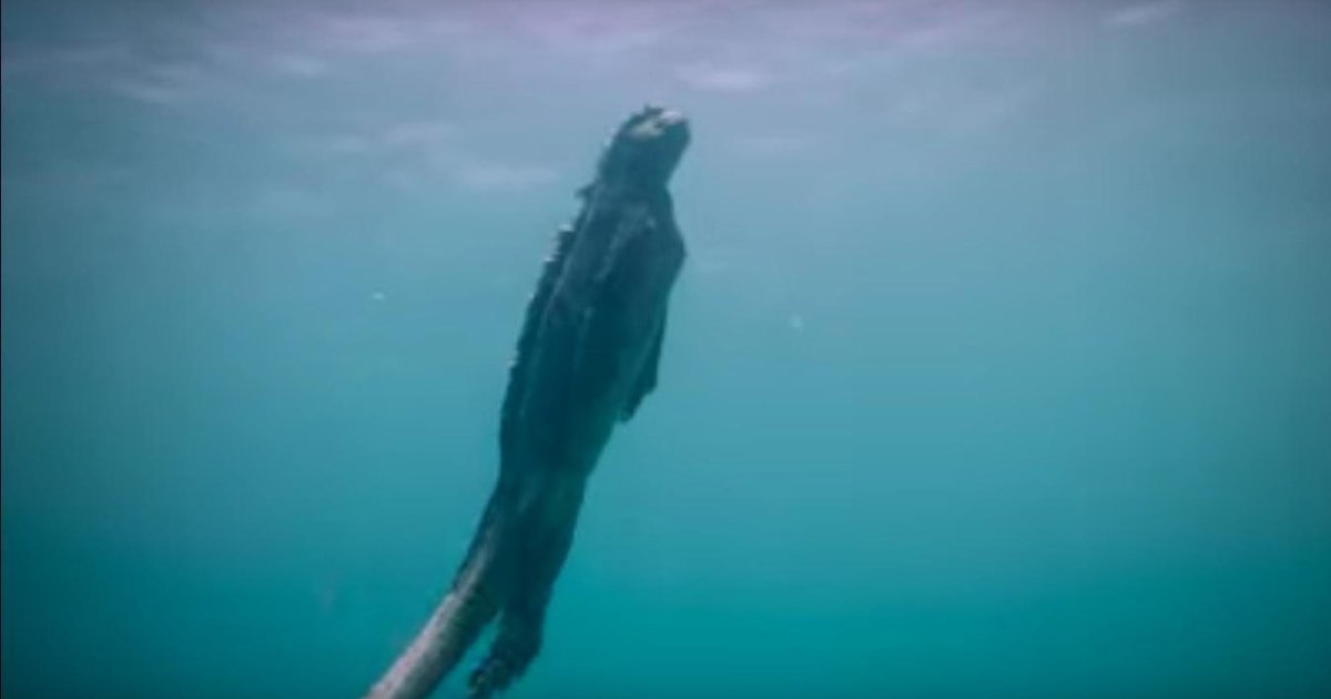 Amazing Footage Shows Giant 'Monster' Lizard Swimming Through Ocean