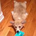 Corgi Puppy Mops The Floor