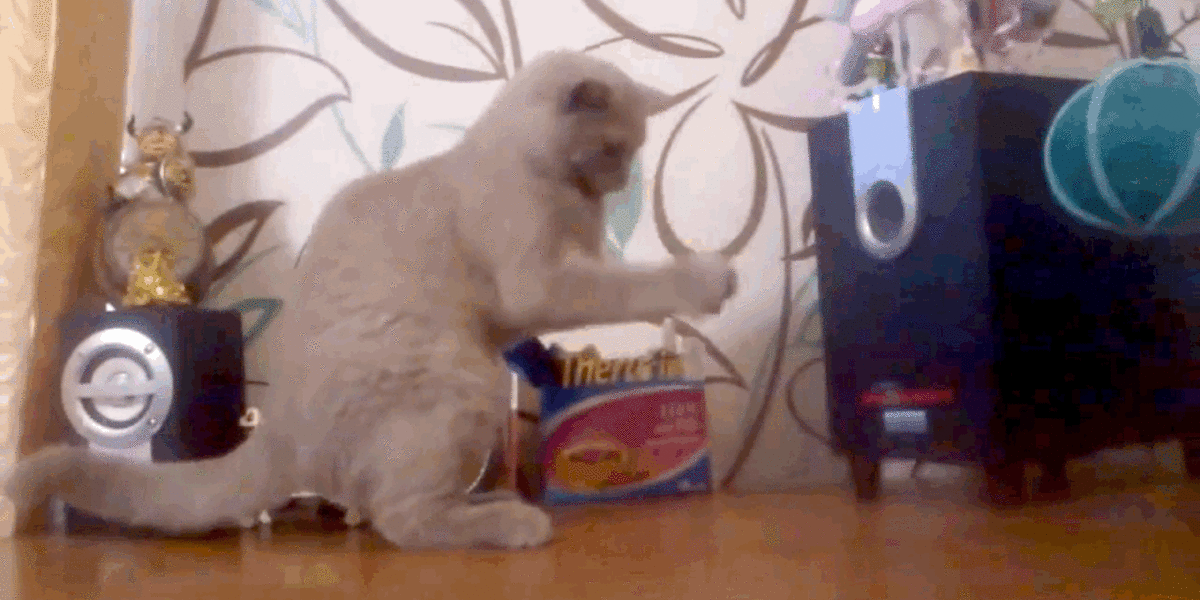 DubstepLoving Kitty's Favorite Part Is When They Drop The Bass The Dodo