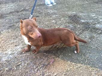 pitbull and weiner dog