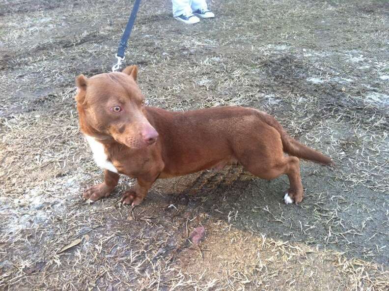 Weiner dog 2025 mixed with pitbull