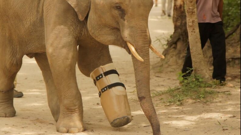 Meet Chhouk, The Elephant With A Prosthetic Foot - The Dodo