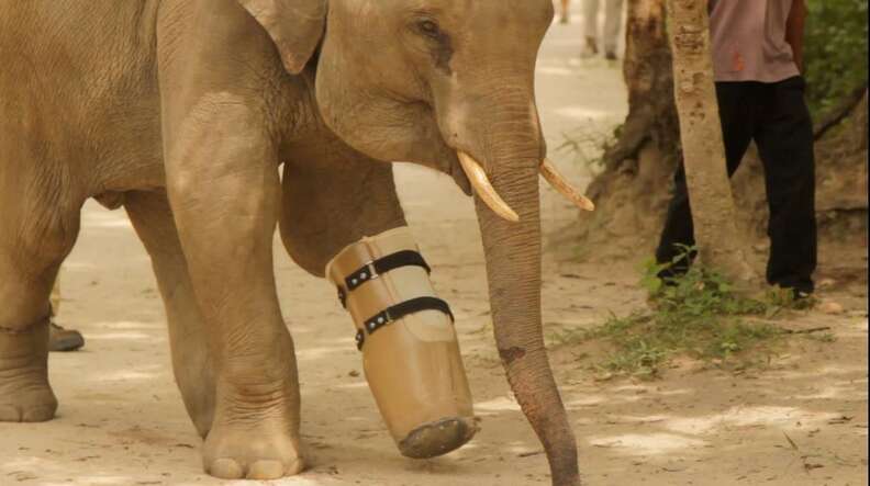 Meet Chhouk, The Elephant With A Prosthetic Foot - The Dodo