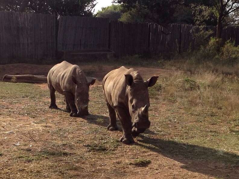 Heartbroken Baby Rhino Makes A Best Friend, Starts To Love The World ...