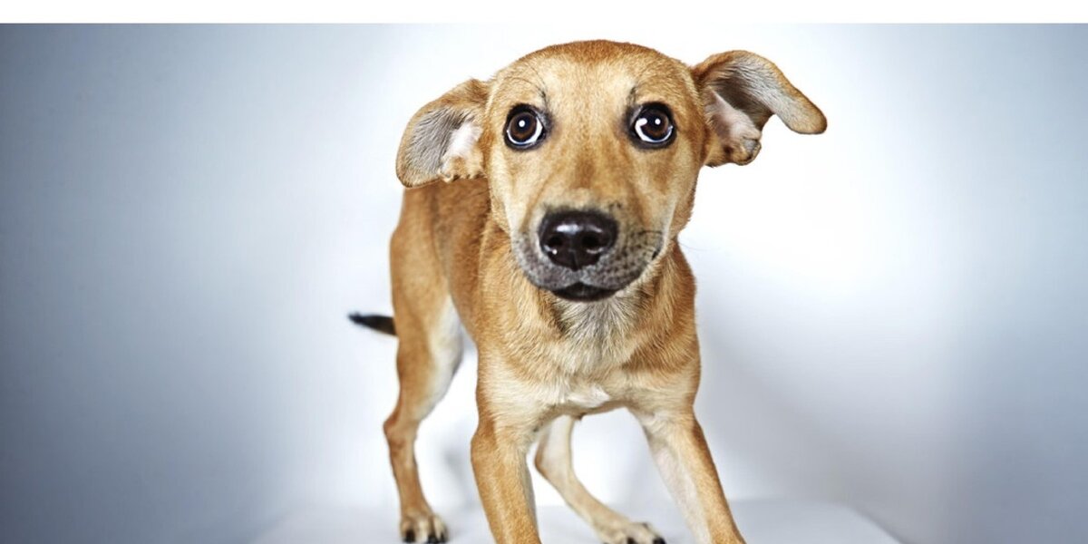 Portraits Of Animals Up For Adoption At Humane Society Of New York ...