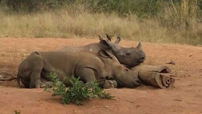Heartbroken Baby Rhino Makes A Best Friend, Starts To Love The World - The Dodo