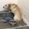 Shelter Dog Is So Scared He Just Stares At The Wall
