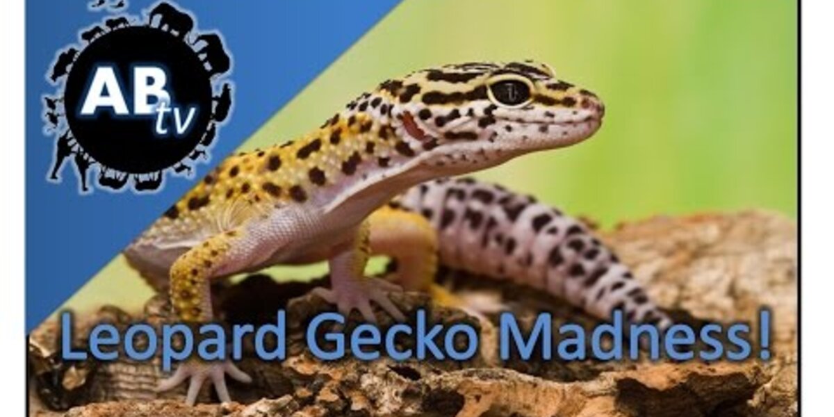 Leopard Gecko Madness! SnakeBytesTV : AnimalBytesTV - The Dodo