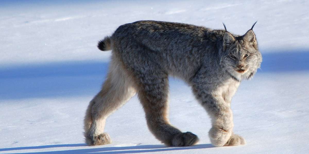 America Steps Up To Protect The Long-Legged — And Rare — Canada Lynx ...