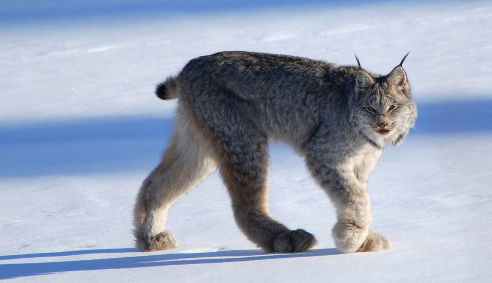 America Steps Up To Protect The Long-Legged — And Rare — Canada Lynx ...