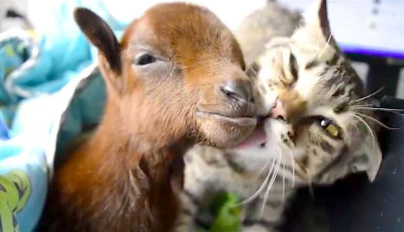 Sick Cat Loves Nursing Other Animals Back To Health - The Dodo