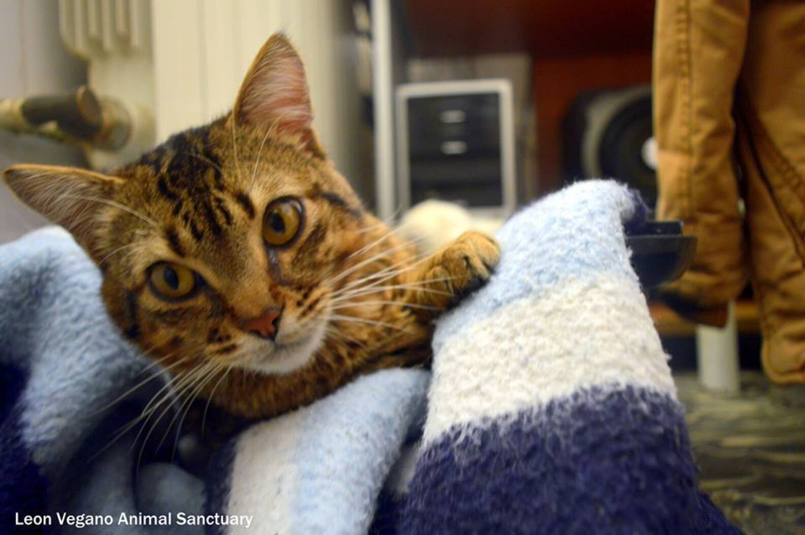 Sick Cat Loves Nursing Other Animals Back To Health The Dodo
