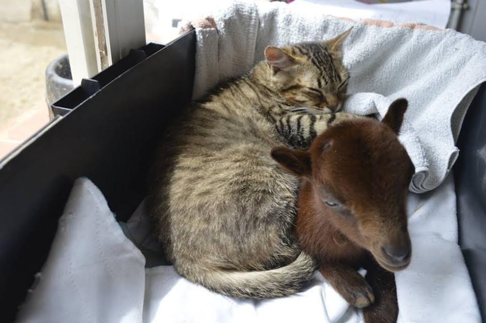 Sick Cat Loves Nursing Other Animals Back To Health The Dodo