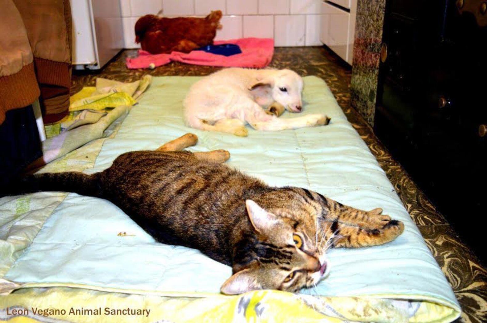 Sick Cat Loves Nursing Other Animals Back To Health The Dodo