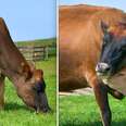 Cow Won't Let Anyone Near Her Baby Until She Knows She Can Keep Him