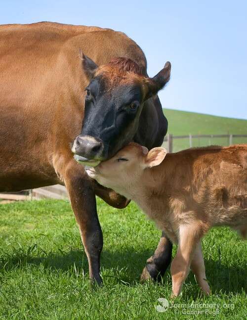 Finally met a baby cow - he was so friendly! : r/Cows